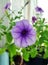 Petunia flower. Inflorescences, sprout, seedling. Flowers on the balcony, in the garden. Petunia in a pot.  Beautiful flowers from