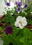 Petunia flower. Inflorescences, sprout, seedling. Flowers on the balcony, in the garden. Petunia in a pot.  Beautiful flowers from