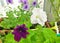 Petunia flower. Inflorescences, sprout, seedling. Flowers on the balcony, in the garden. Petunia in a pot.  Beautiful flowers from