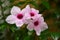 Petunia Flower in New Zealand Garden