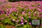 Petunia flower with pink color and blooming with vibrant color - photo indonesia