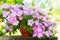 Petunia flower in a pot