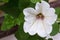 Petunia flower in white with a shade of purple, blossoming during summer in Europe