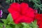 Petunia flowering plants from South America origin A popular flower with the same name received its epithet from the French, who