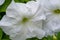 Petunia flowering plants from South America origin A popular flower with the same name received its epithet from the French, who