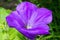 Petunia flowering plants from South America origin A popular flower with the same name received its epithet from the French, who