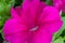 Petunia flowering plants from South America origin A popular flower with the same name received its epithet from the French, who