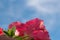 Petunia flowers against the sky. Photo below. Copy space