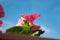 Petunia flowers against the sky. Photo below. Copy space