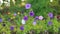 Petunia flowers in the garden