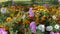 Petunia flowers and marigold in a flowerbed.