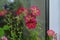 Petunia flowers near the window. Blooming garden on the balcony in overcast day