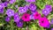 Petunia flowers, pink and purple