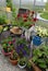 Petunia flowers in pots with watering can and chair in greenhouse