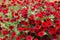 Petunia flowers Potunia Plus Red growing in Russian Far East