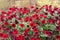 Petunia flowers Potunia Plus Red growing in Russian Far East
