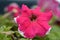 Petunia flowers, red and white flower, special flowers , violet and Petunia is genus of 20 species