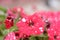 Petunia flowers, red and white flower, special flowers , violet and Petunia is genus of 20 species