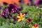 Petunia flowers, red and yelow flower, special flowers , violet and Petunia is genus of 20 species