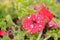 Petunia flowers, red and yelow flower, special flowers , violet and Petunia is genus of 20 species