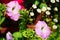 Petunia flowers in springtime. Violet petunia blooming on flowerbed in the spring garden.