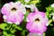 Petunia flowers in springtime. Violet petunia blooming on flowerbed in the spring garden in sunlight.