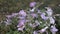 Petunia Flowers on the Terrace