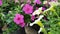 Petunia flowers of various colors are blooming in pots.