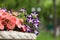 Petunia flowers in a vase