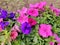 Petunia Flowers Wallpaper. Beautiful Pink and Blue  coloured