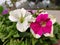 Petunia Flowers Wallpaper. Beautiful Pink and white coloured