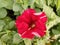 Petunia Flowers Wallpaper. Beautiful Red Flowers.