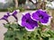 Petunia Flowers Wallpaper. Blue and white Flowers.