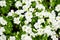 Petunia flowers white with green leaves