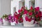 Petunia flowers in white pots, Whitewashed house facade background. Blooming plant, magenta color blossoms on a balcony, Cyclades