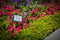 Petunia garden flower with signboard name with green grass on side - photo