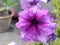 Petunia is genus of 20 species of flowering plants of South American origin