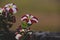 Petunia is genus flowers photography background HD