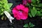 Petunia grandiflora magenta pink flower and white fading near, blurry black soil background close up