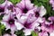 Petunia grandiflora \\\'Sugar Daddy\\\'