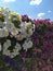 Petunia group of colored flowers, wall of petunias against the blue sky, bright summer bloom. Postcard