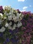 Petunia group of colored flowers, wall of petunias against the blue sky, bright summer bloom. Postcard