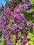 Petunia group of colored flowers, wall of petunias against the blue sky, bright summer bloom. Postcard