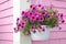 Petunia Hanging Basket