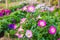 Petunia hanging on baskets in Thailand