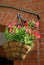 Petunia hanging cache-pot