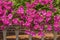 Petunia hanging petunia flowers trailing on a balcony on a sunny day