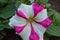 Petunia hybrida bicolour flower in a house garden. pink with white coloured flowers India.