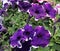 Petunia hybrida \'Cascadias violet skirt\'\'