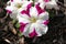 Petunia x hybrida `Rose Star